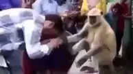 فیلم پرستش یک میمون توسط مردم هند