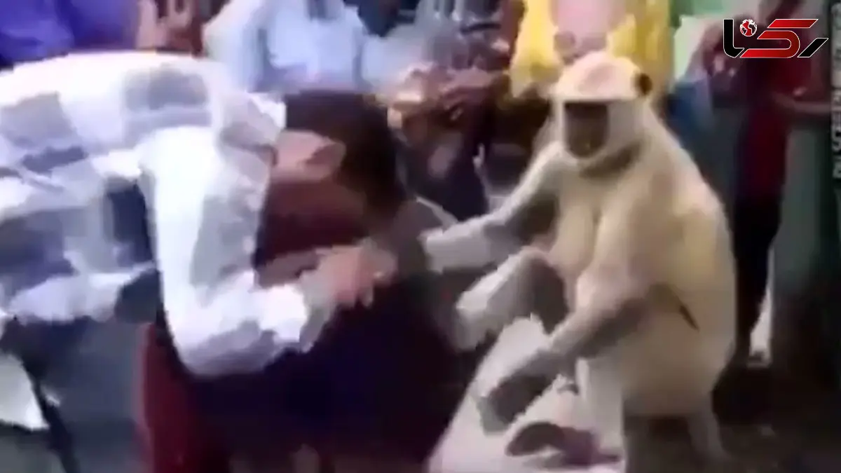 فیلم پرستش یک میمون توسط مردم هند