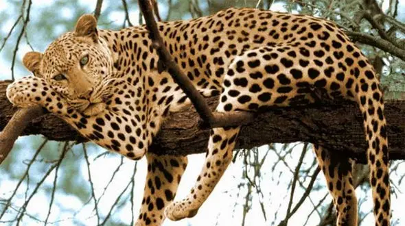 استتار حیرت‌انگیز پلنگ بر بلندای درخت + فیلم 