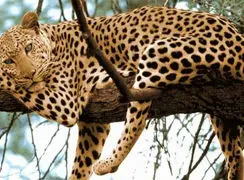 استتار حیرت‌انگیز پلنگ بر بلندای درخت + فیلم 