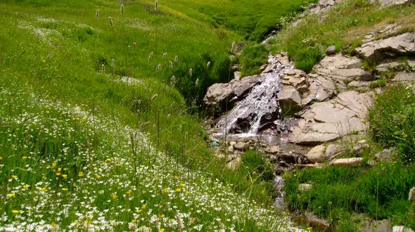 ببینید / طبیعت زیبا ارشد چمن کندوان + فیلم 