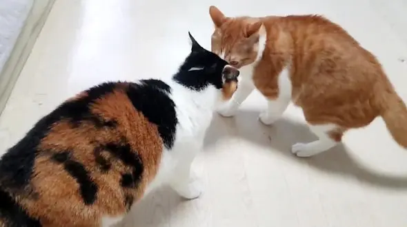 این گربه همنوعش را ضربه فنی کرد + فیلم
