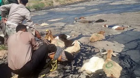 سقوط چوپان و ۱۵ راس گوسفند به حوضچه قیر