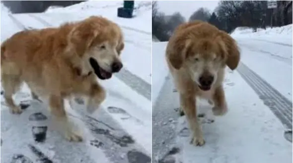 تفریح لذت بخش سگ نابینا در یک روز برفی +فیلم