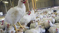 پلمب 19 واحد صنفی مرغ زنده در شهرستان گیلانغرب