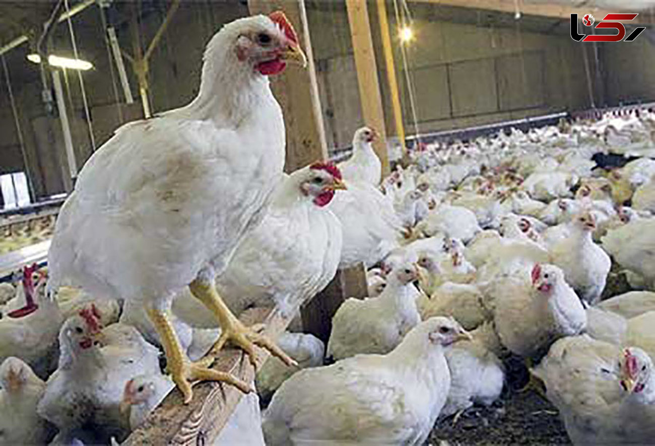 پلمب 19 واحد صنفی مرغ زنده در شهرستان گیلانغرب