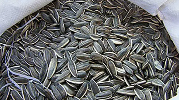 محموله تخمه آفتابگردان به مقصد نرسید