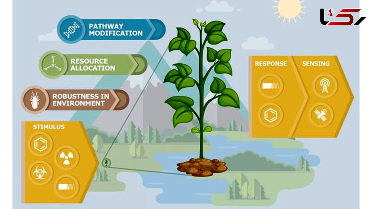 گیاهان مجهز به سنسور دورسنج جنبه جاسوسی دارند