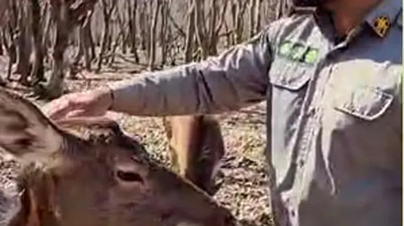 فیلم داستان گلی خانم ، گوزن ایرانی مجموعه حفاظت شده سمسکنده