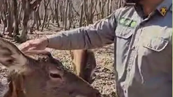 فیلم داستان گلی خانم ، گوزن ایرانی مجموعه حفاظت شده سمسکنده
