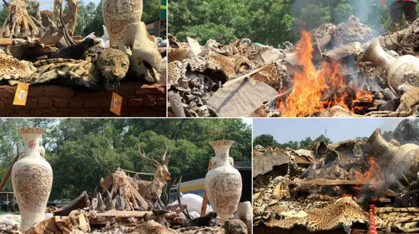 سوزاندن انبار پوست ببر و شاخ کرگدن در نپال/درحمایت از حیات وحش صورت گرفت +عکس