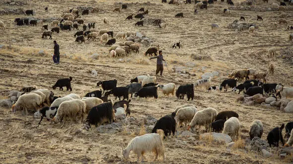نقش دوگانه عشایر همدان در تولید گوشت و مدیریت مراتع