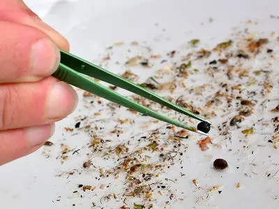 اجماع علمی درباره ریزپلاستیک‌ ها در سال 2025 به نقطه عطف رسید