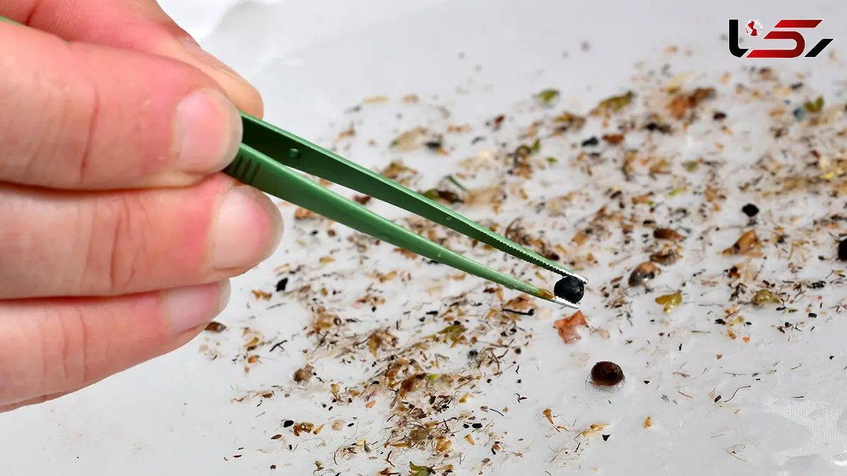 اجماع علمی درباره ریزپلاستیک‌ ها در سال 2025 به نقطه عطف رسید