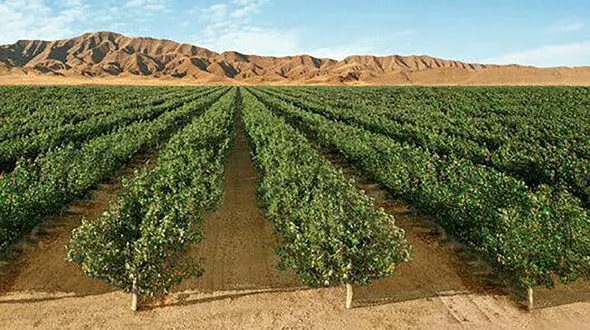  تولید سالانه یک میلیون نهال در نهالستان شاهرود