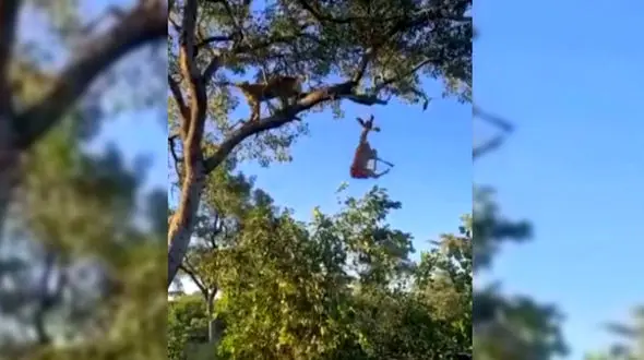 تصاحب غذای پلنگ توسط کفتار + فیلم 