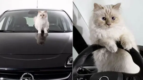 جشن تولد ثروتمندترین گربه دنیا + عکس های هوش پران در دنیای پر از فقیر