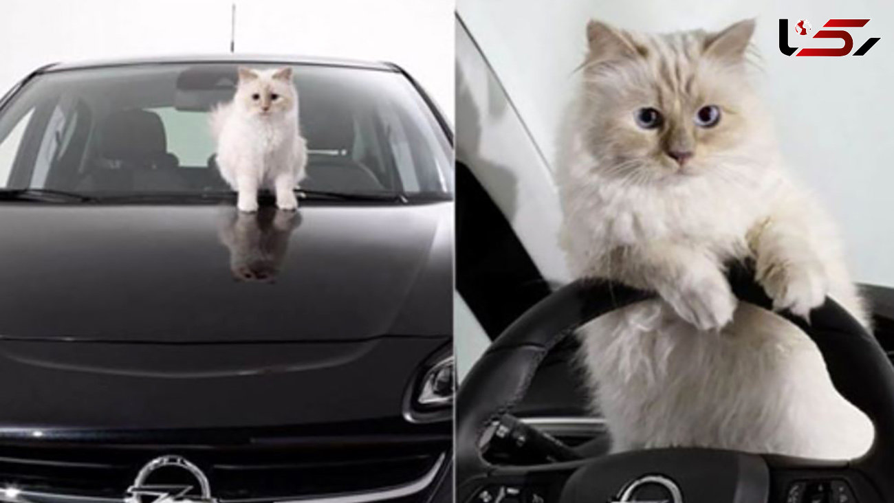 جشن تولد ثروتمندترین گربه دنیا + عکس های هوش پران در دنیای پر از فقیر