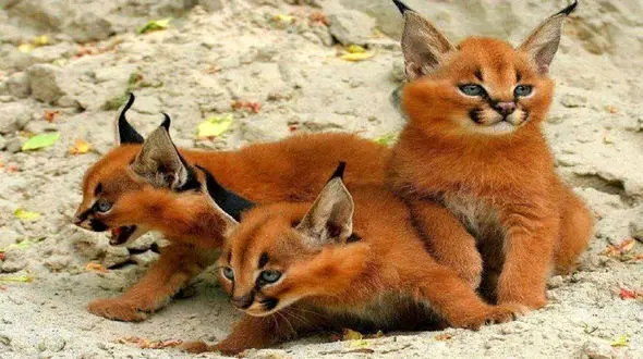 خجالتی ترین گربه ایران را بشناسید ! + فیلم دیدنی