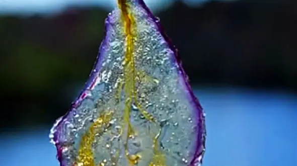 چیپس شفاف گلابی خورده اید؟ آموزشش اینجاست / فیلم