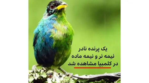 باور می کنید این پرنده ترنس باشد؟ + عکس و جزئیات