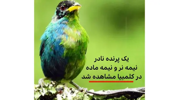 باور می کنید این پرنده ترنس باشد؟ + عکس و جزئیات