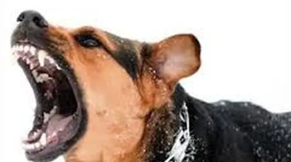 حمله سگ هار به کودک 7ساله گلستانی 