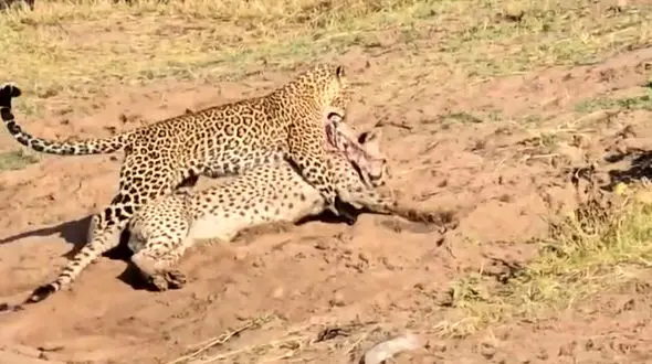 فیلم شکار شدن یوزپلنگ توسط پلنگ