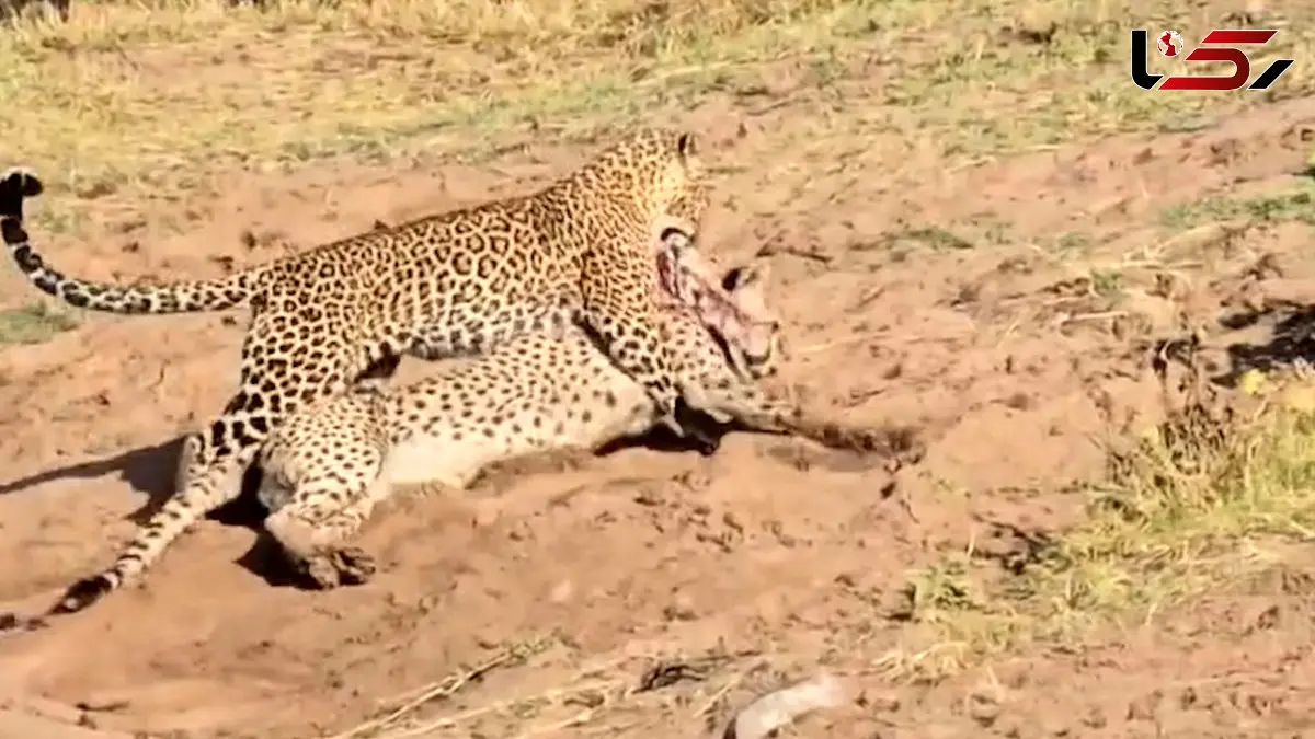 فیلم شکار شدن یوزپلنگ توسط پلنگ