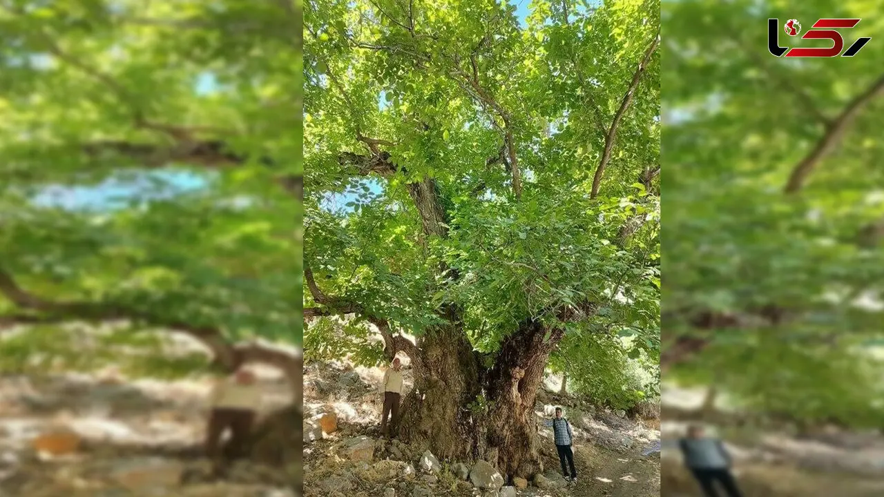 کهن‌ترین درخت گردوی ایران در لرستان ثبت ملی شد