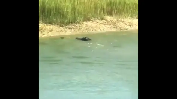 تمساحی که مار خورد + فیلم