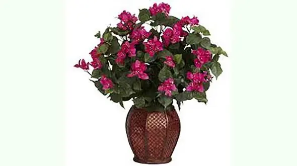 این درختچه‌ ها در پاییز و زمستان گل یا میوه می‌دهند