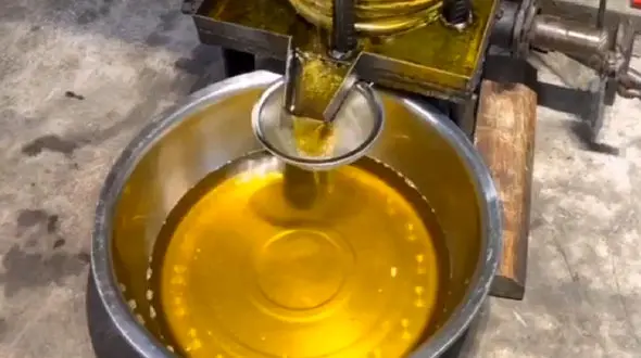 روش گرفتن روغن آفتابگردان + فیلم