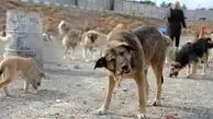 مرگ دلخراش کودک 2 ساله در پی حمله یک حیوان در سربیشه