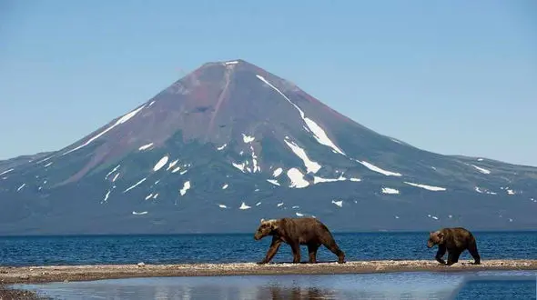 خانه سمورهای آبی ، نهنگ ها و خرس های قهوه ای+عکس