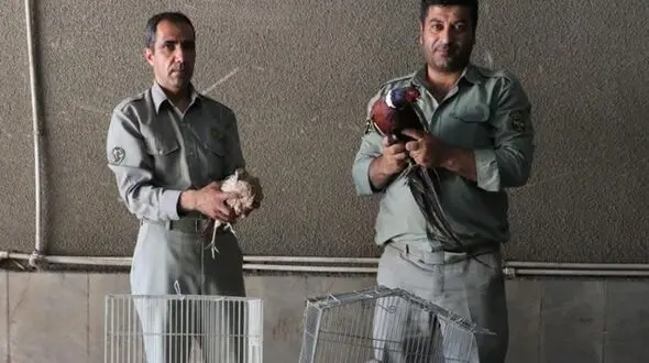  ۴۵ قطعه پرنده وحشی در مشهد کشف شد