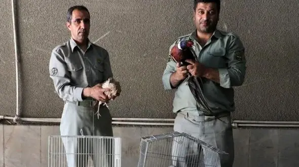 ۴۵ قطعه پرنده وحشی در مشهد کشف شد