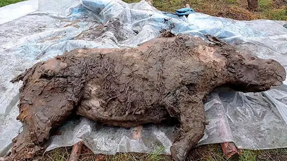 بقایای یک کرگدن یخ زده چند هزار ساله مربوط به عصریخبندان کشف شد +تصاویر