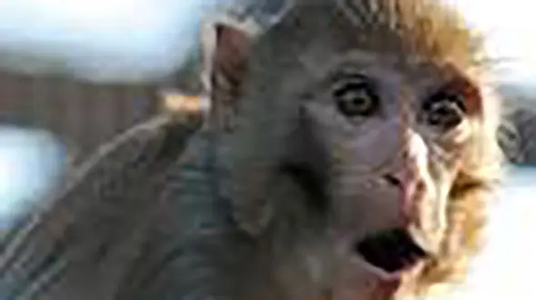  میمون‌های باغ وحش شیراز هم غافلگیر شدند! + فیلم