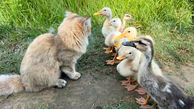 مهربان ترین گربه جهان / او مادر جوجه اردک های یتیم شد