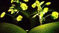 ساخت چراغ مطالعه از گیاهان