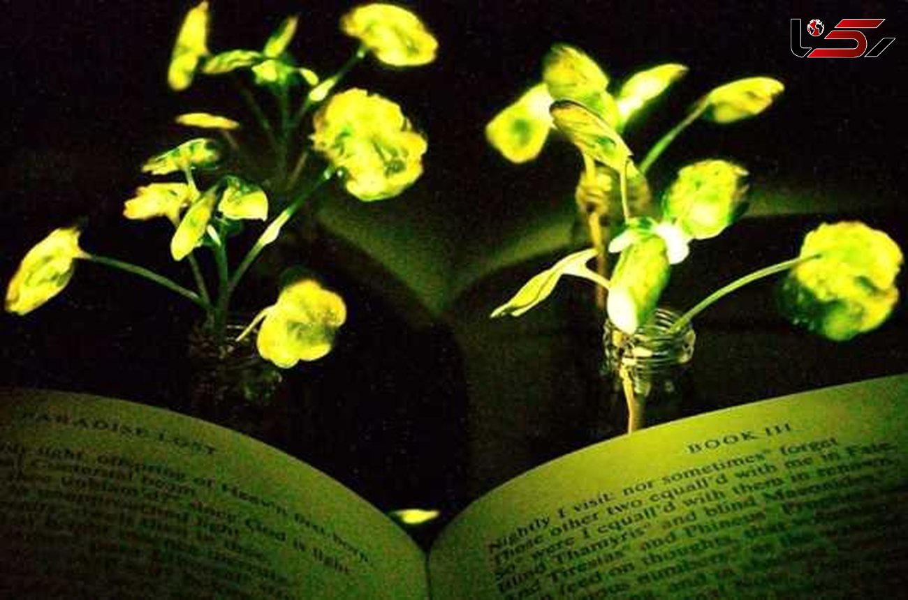 ساخت چراغ مطالعه از گیاهان