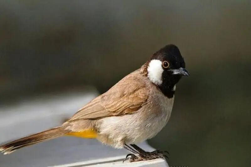 پرنده