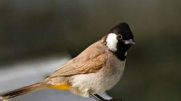 دوربین های مداربسته سکوت دزد پرنده های زینتی را شکست / در مشهد رخ داد