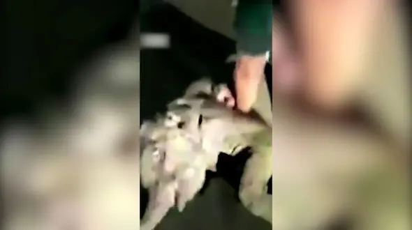 نجات دادن جان یک بچه فیل توسط امدادگر حرفه ای + فیلم