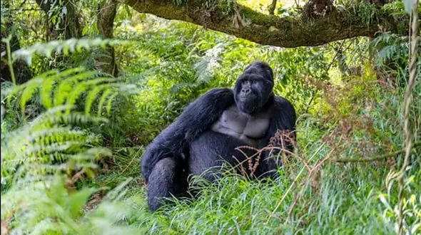 تماشای حیات وحش واقعی؛ سفری تصویری به قلب طبیعت