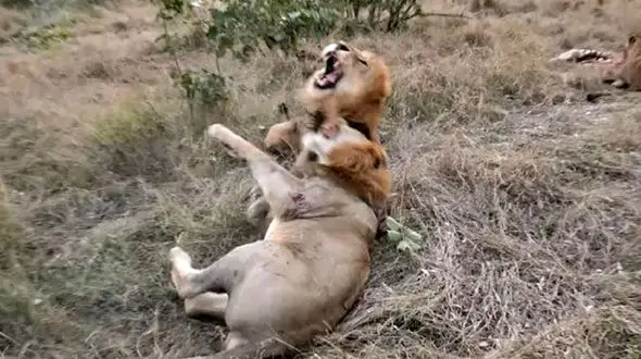 جنگ بین شیرها را ببینید + فیلم