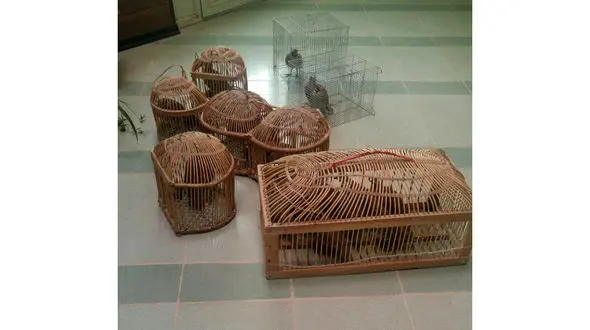 دستگیری قاچاقچی پرنده های زینتی در تربت حیدریه