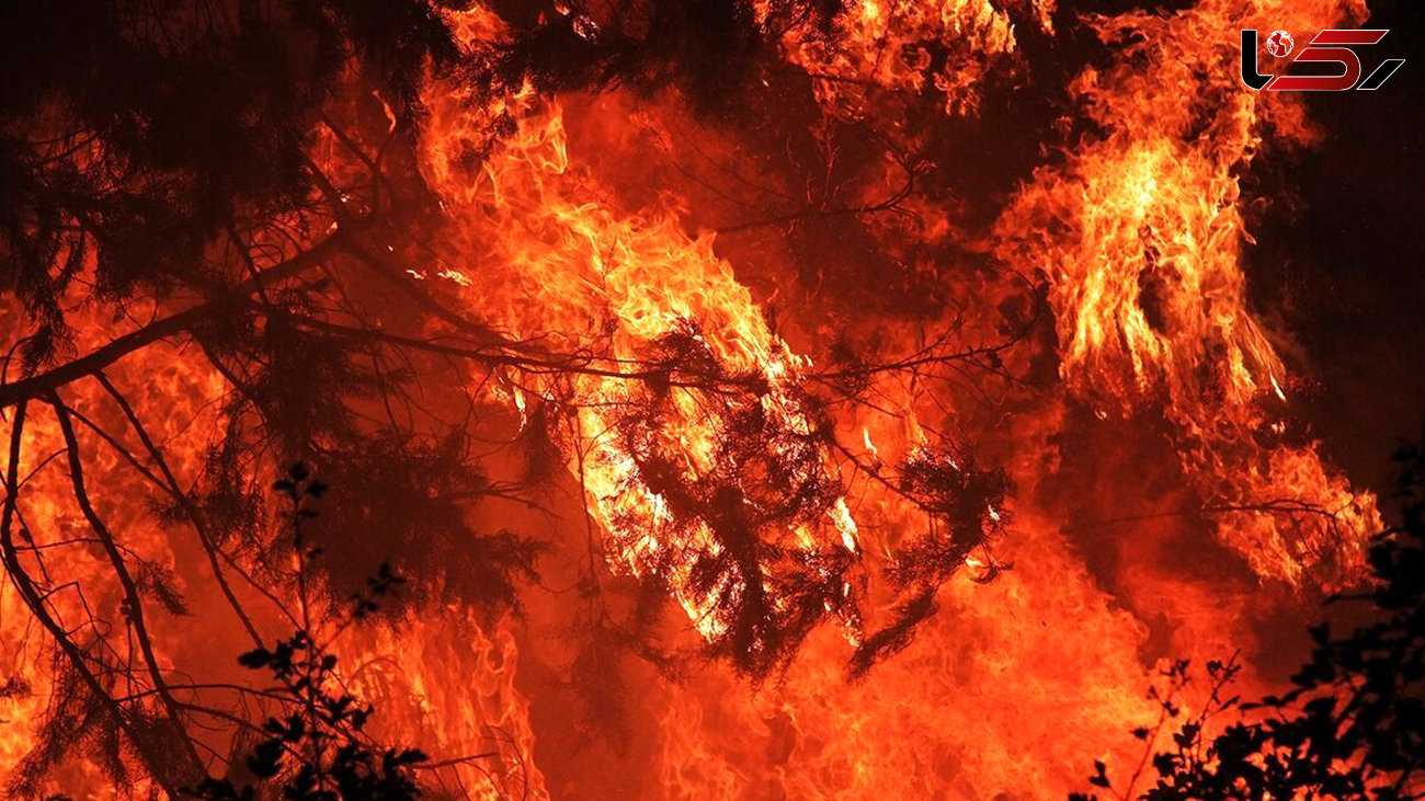 آتش به جان جنگل‌های نوشهر افتاد / اعزام نیروهای امدادی به محل