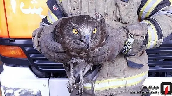 وحشت مرد تهرانی از پرواز یک موجود در مغازه اش+ تصاویر